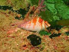 Cirrhitichthys falco