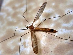 Tipulidae