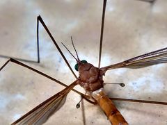 Tipulidae