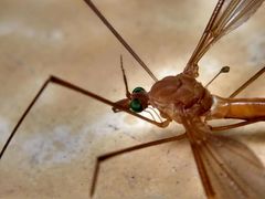 Tipulidae