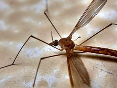 Tipulidae