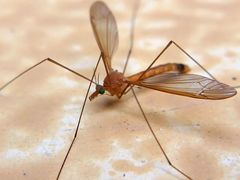 Tipulidae