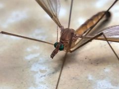 Tipulidae