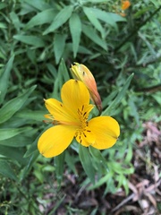 Alstroemeria aurea