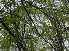 Aegithalos caudatus