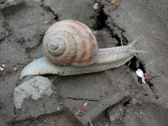 Helix pomatia