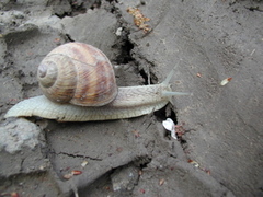 Helix pomatia
