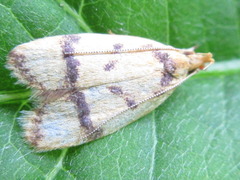 Periacma delegata