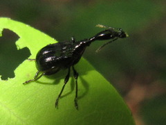 Cycnotrachelus cyanopterus
