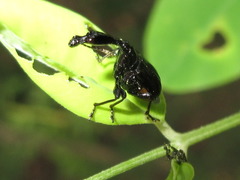 Cycnotrachelus cyanopterus