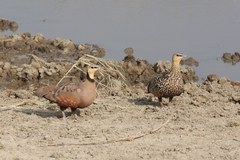 Pterocles gutturalis