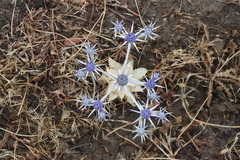 Eryngium coquimbanum