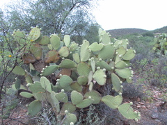 Opuntia leucotricha