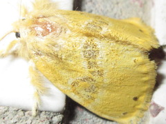 Euproctis subflava