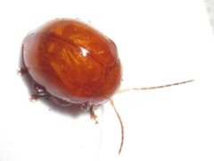 Argopus