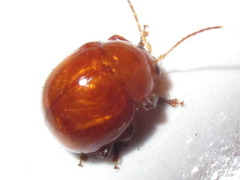 Argopus