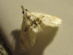 Trichophysetis cretacea