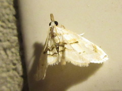 Trichophysetis cretacea