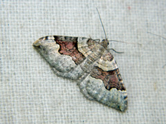 Xanthorhoe decoloraria