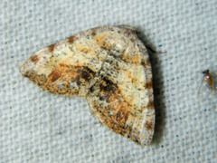 Macaria exauspicata