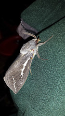 Abantiades argentata