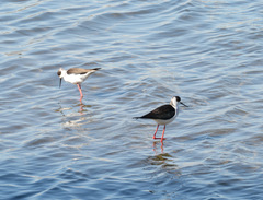 Himantopus himantopus