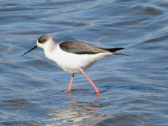 Himantopus himantopus