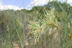 Spinifex longifolius