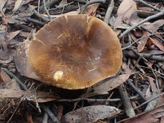 Lactifluus leonardii