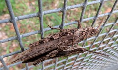 Adreppus fallax