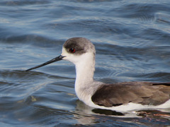 Himantopus himantopus