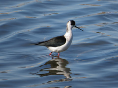 Himantopus himantopus