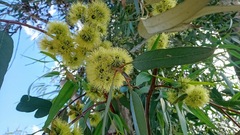 Eucalyptus stricklandii