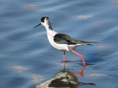 Himantopus himantopus