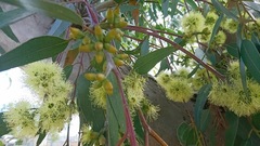 Eucalyptus stricklandii
