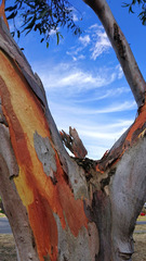 Eucalyptus stricklandii