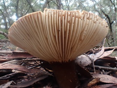 Lactifluus leonardii