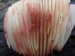 Lactifluus leonardii