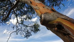 Eucalyptus stricklandii