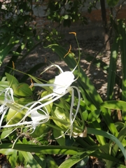 Hymenocallis littoralis