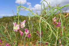 Lechenaultia linarioides
