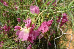 Lechenaultia linarioides