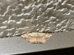 Pylargosceles steganioides