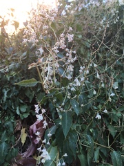 Fallopia baldschuanica