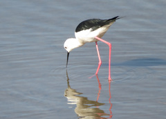 Himantopus himantopus