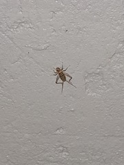 Gryllidae