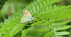Callophrys affinis apama