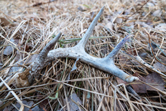 Odocoileus virginianus