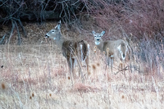 Odocoileus virginianus