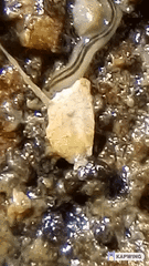 Nemertopsis bivittata